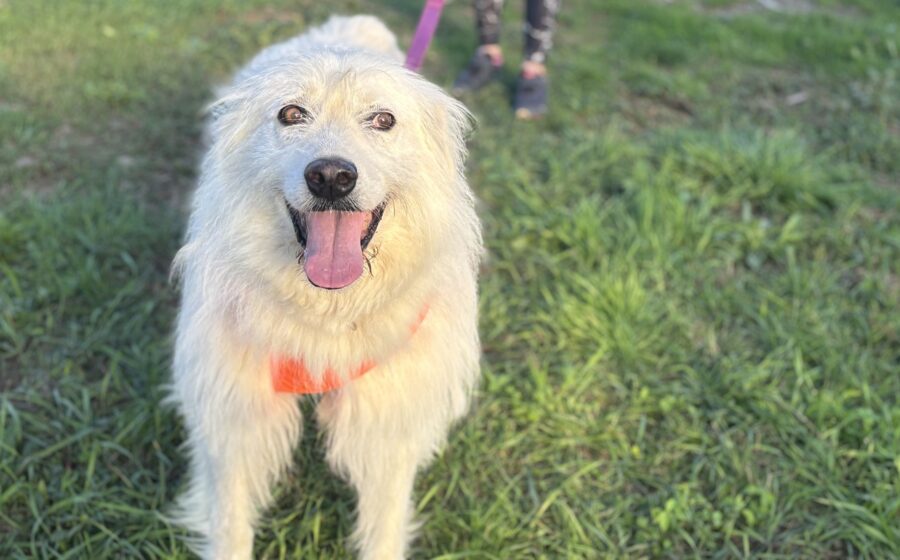 Filou