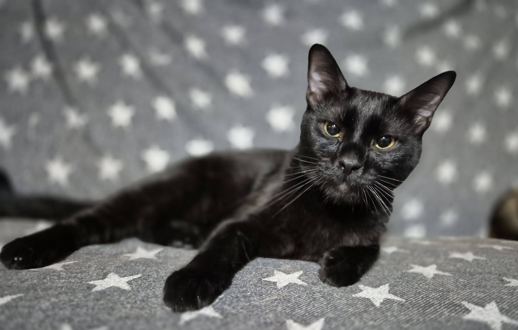 Kater Merlin