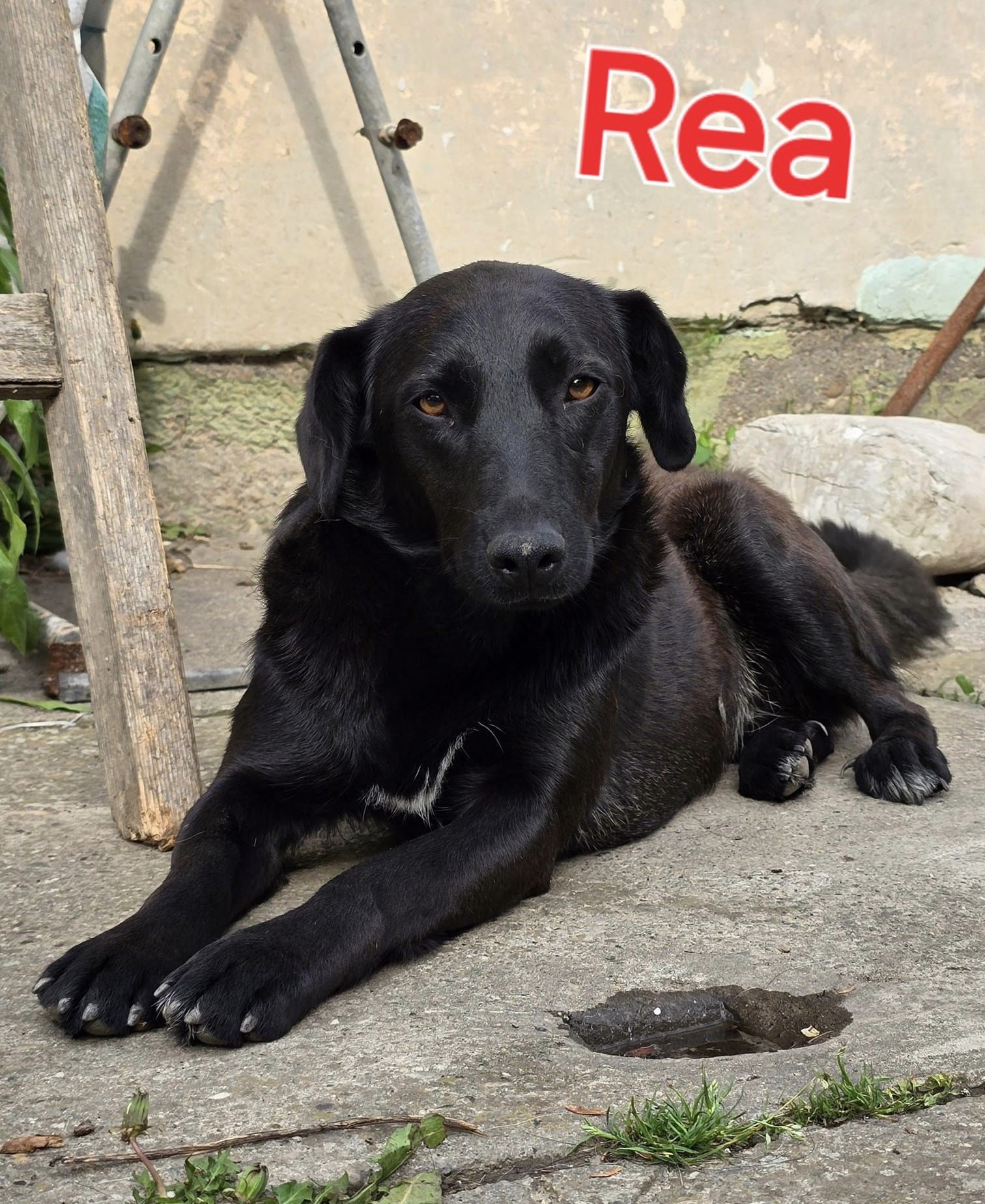 ❤️ Rea