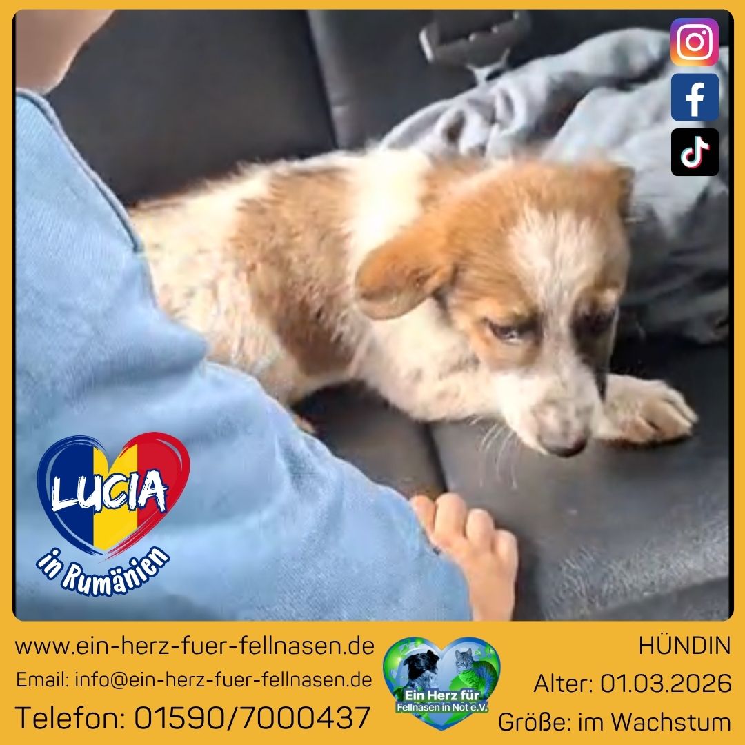 Lucia 🐕