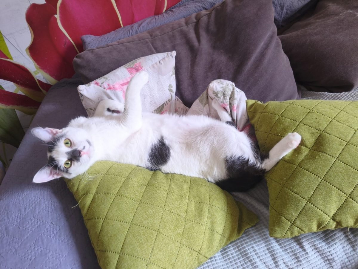 Einzelkater Ringo