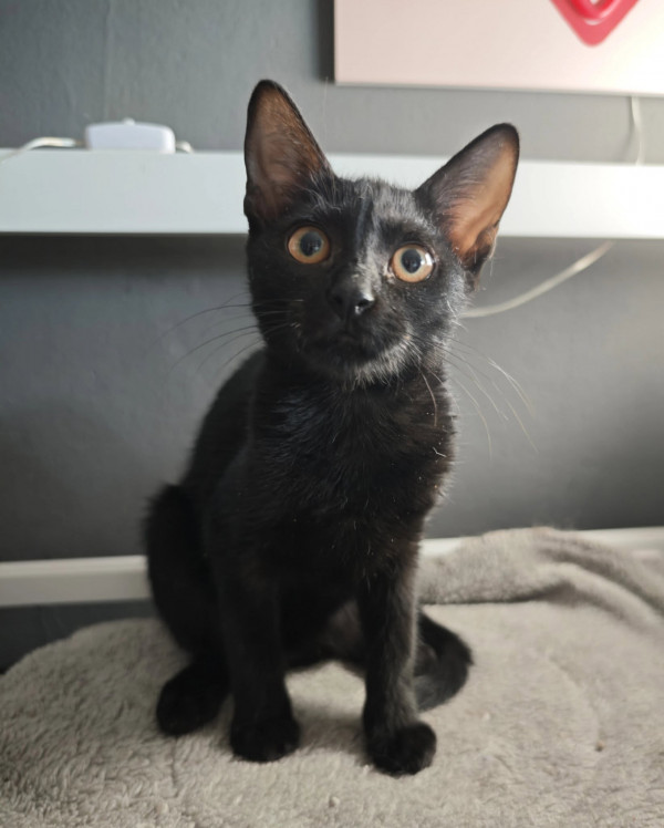 Clawdette