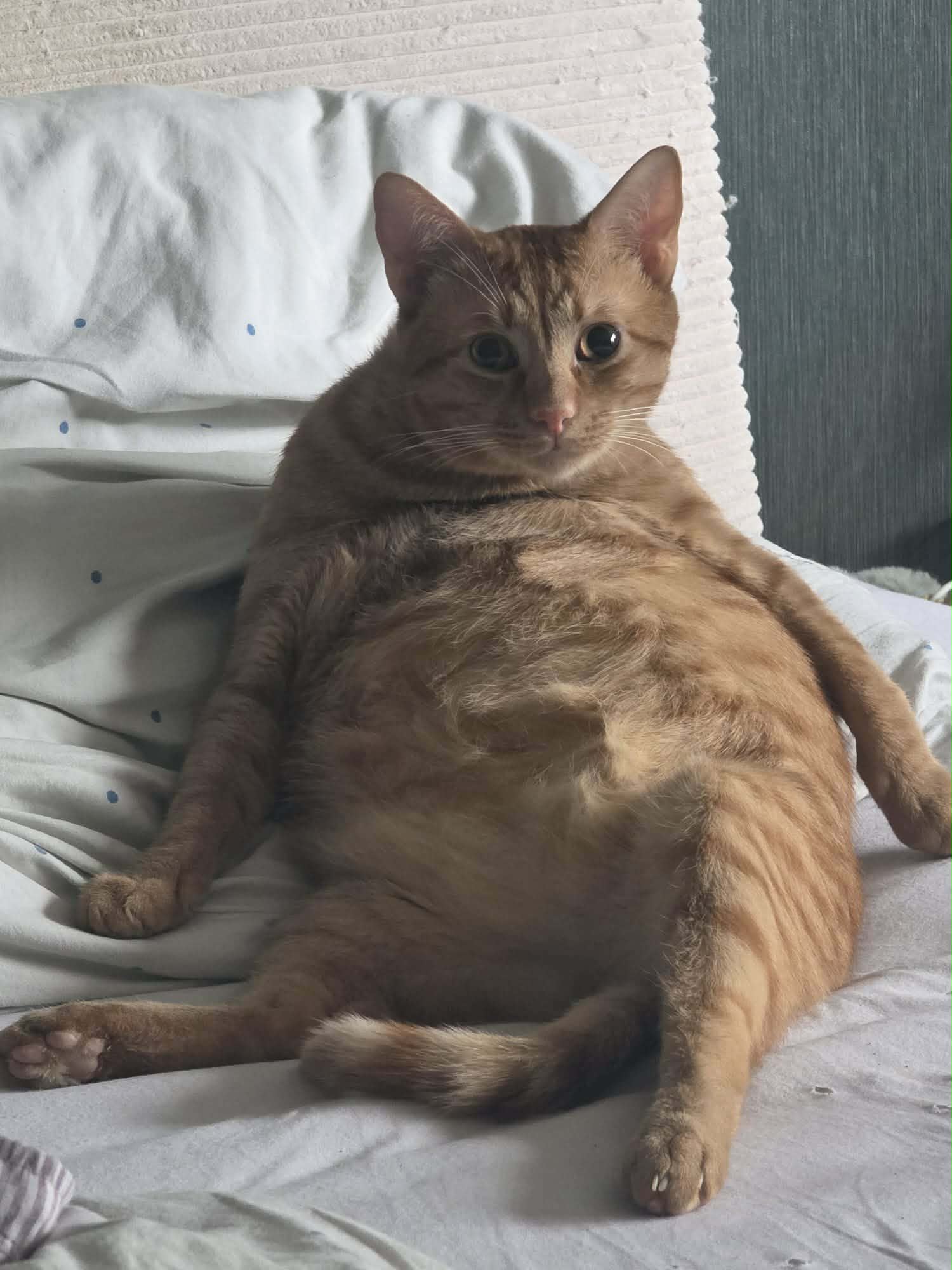 Garfield