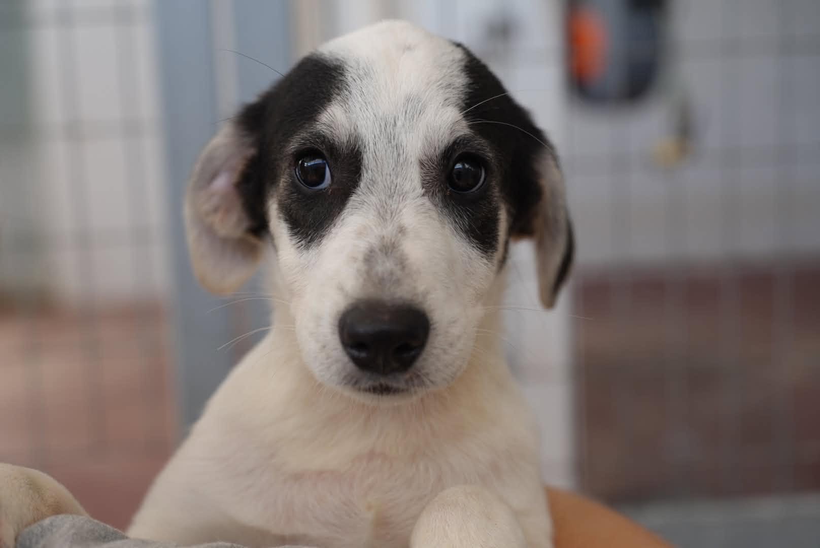 Cosmo