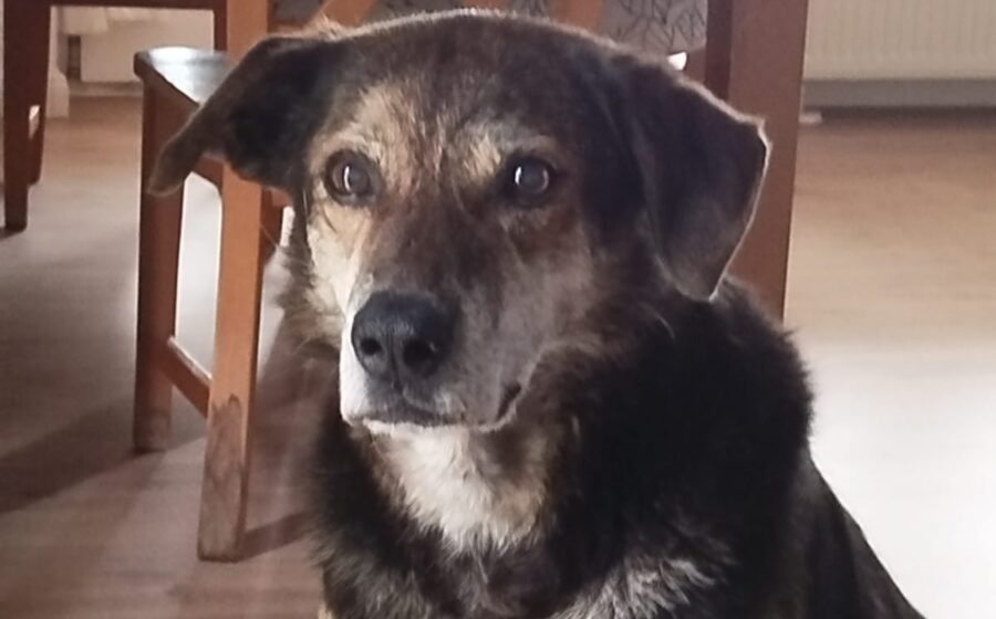 Cujo